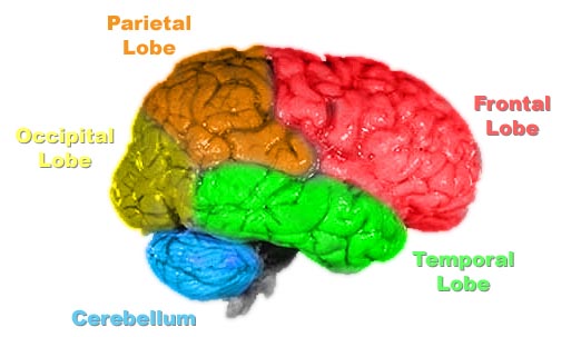 Writing a resume for a psychology job is not a brainless task, and it is important to have many psychology skills including knowing the parts of the brain https://upload.wikimedia.org/wikipedia/commons/5/5b/Brain-anatomy.jpg